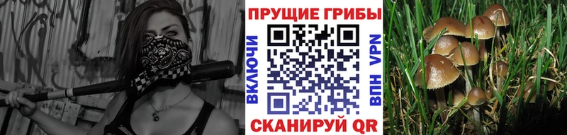 omg зеркало  Лебедянь  площадка какой сайт  Псилоцибиновые грибы Psilocybe 